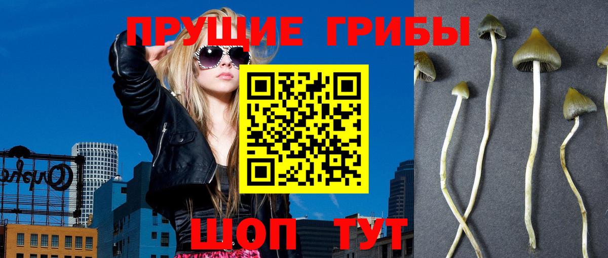 Галлюциногенные грибы Psilocybine cubensis Богданович